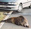 Der Zusammenprall mit einem Wildschwein geschieht heftig. Foto: Auto-Reporter/GDV